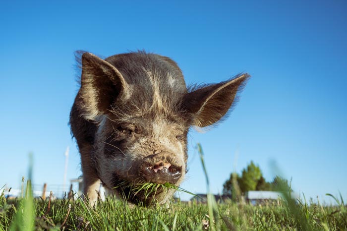 Asian Animal Nutrition Industry: Navigating Talent Challenges